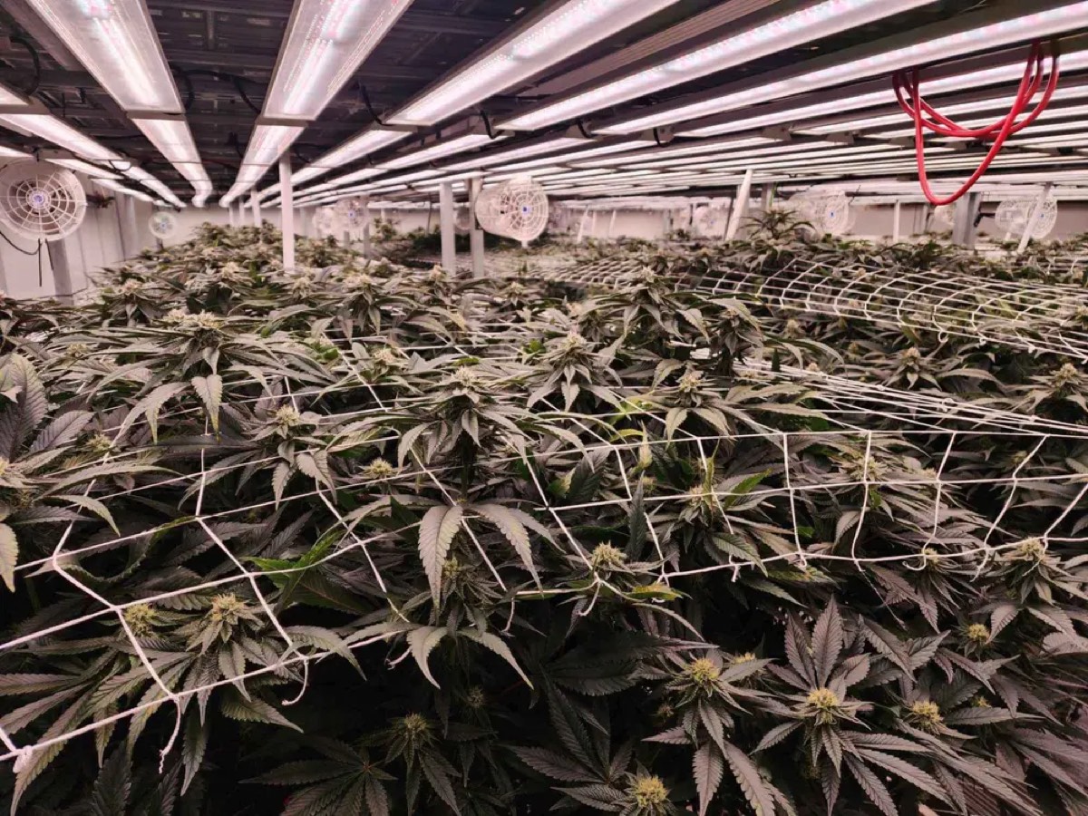 Cannabis canopy under grow lights