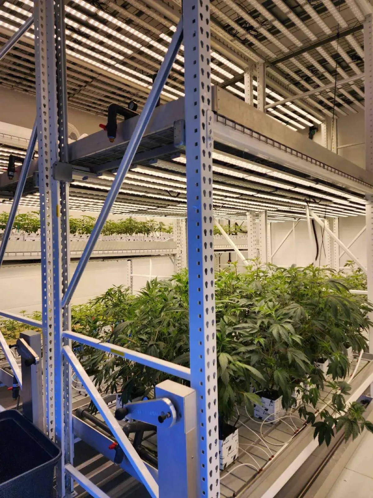Cultivation racks under LED lighting