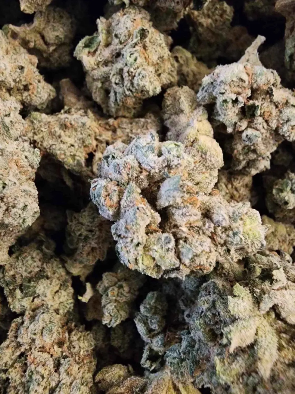 Harvested cannabis flower