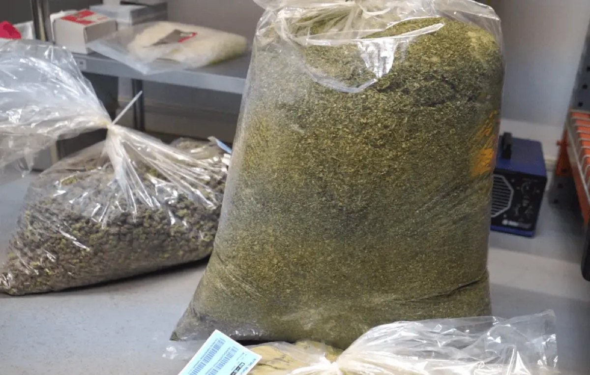 Bagged trimmed cannabis flower ready for packaging